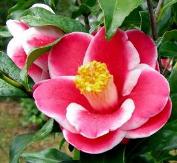 Kotsuya Nomura™ Camellia, Camellia japonica 'Kotsuya Nomura'